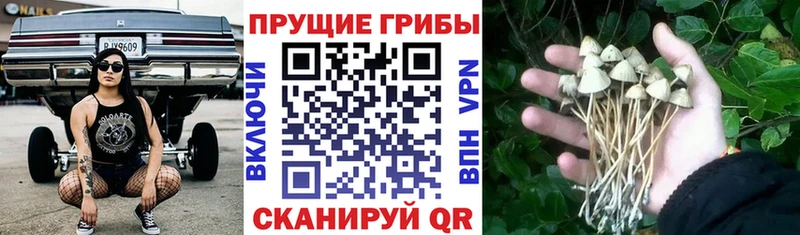 сколько стоит  Мурино  Галлюциногенные грибы GOLDEN TEACHER 
