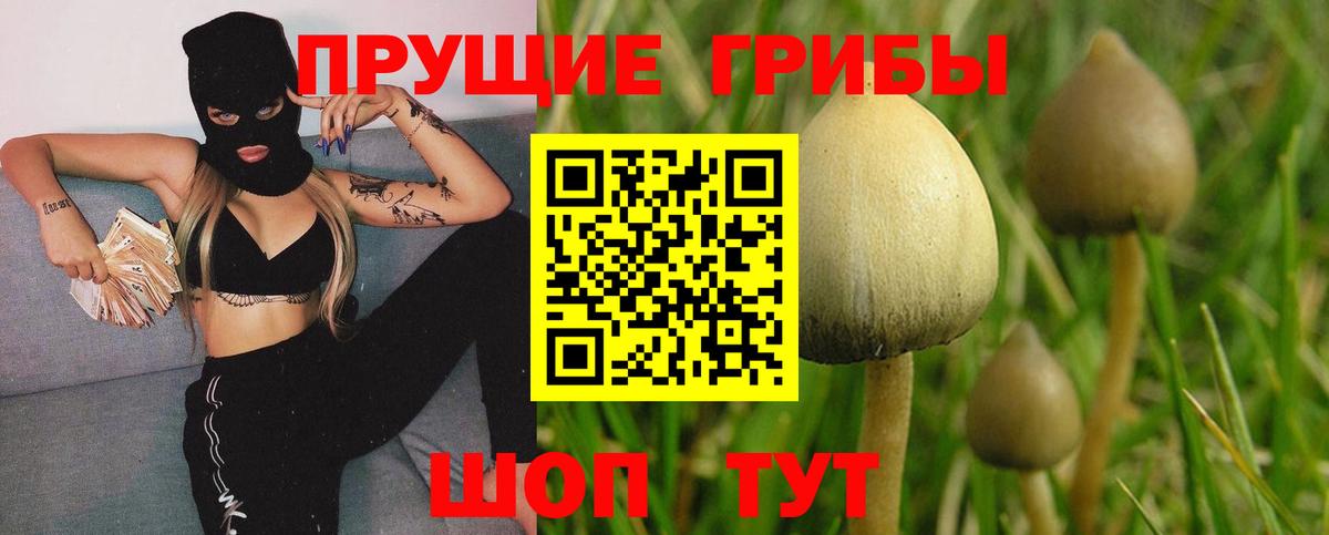 купить   Вход с VPN  Мурино  Псилоцибиновые грибы прущие грибы 